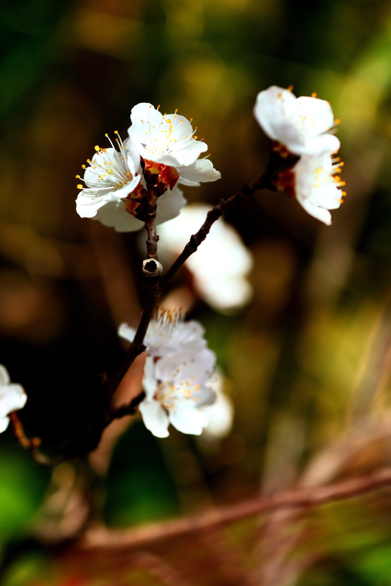 春季杏花开美图光影