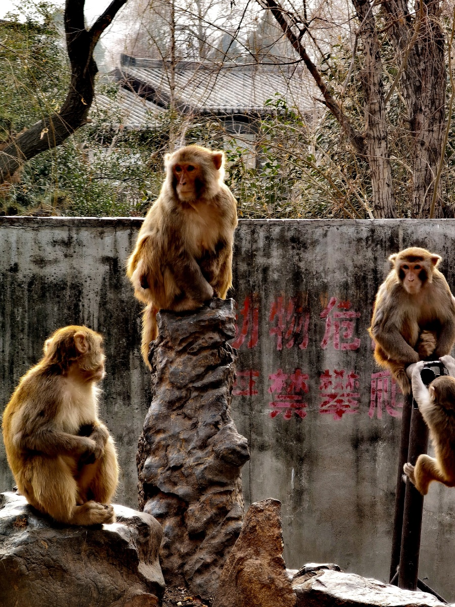 动物园猴山群猴的生活华为手机拍摄