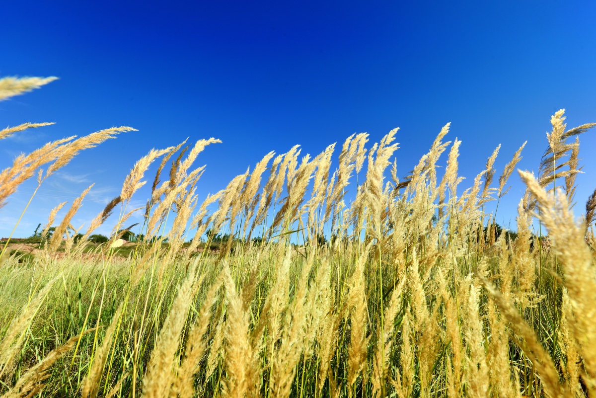蓝天白云下的芦苇荡美图壁纸野外风光大赏