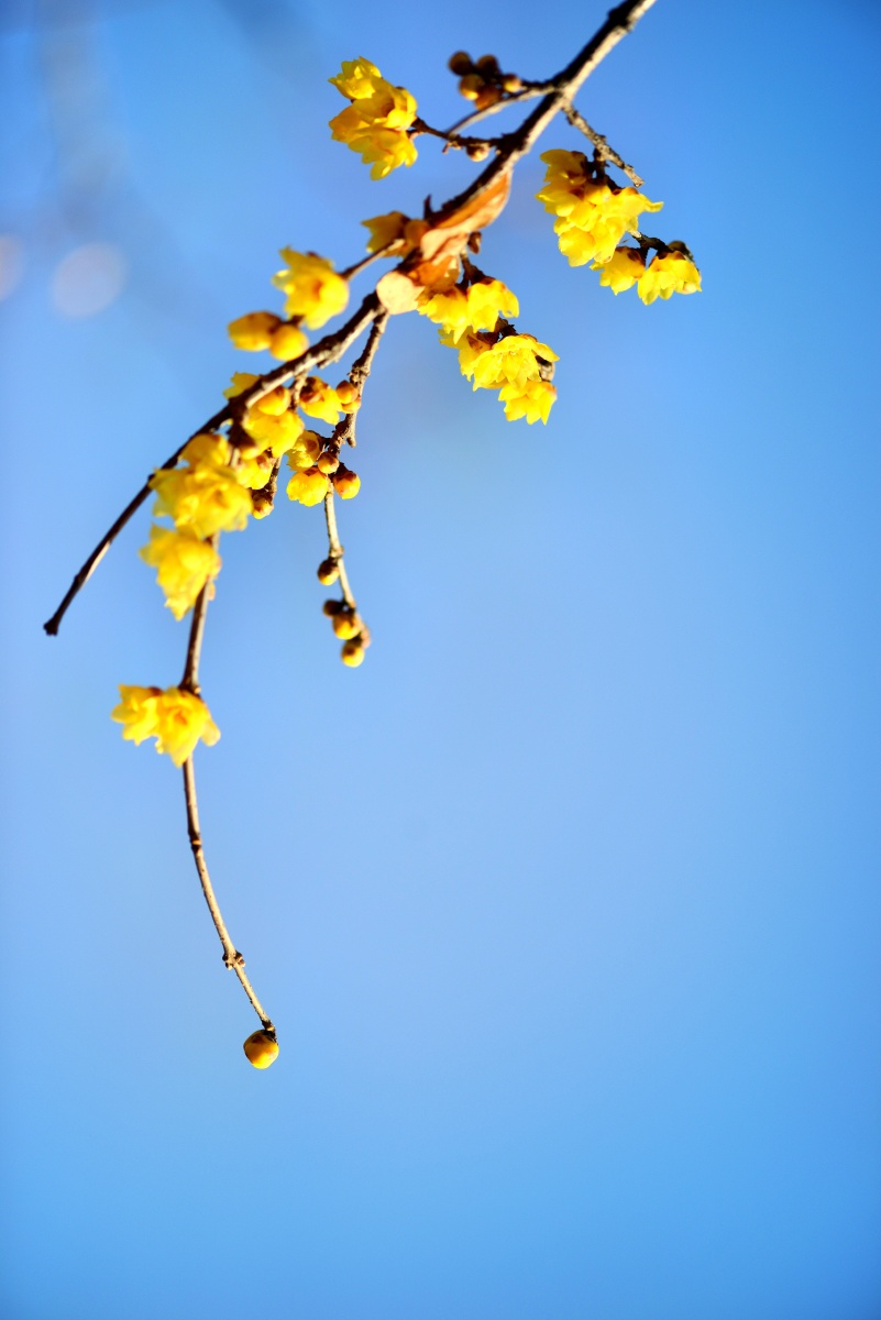 冬天的腊梅花蓝天下的美丽风光梅花香自苦寒来