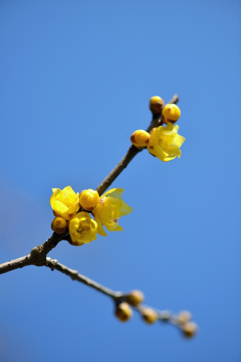 蓝天下的梅花盛开梅花香自苦寒来壁纸图片