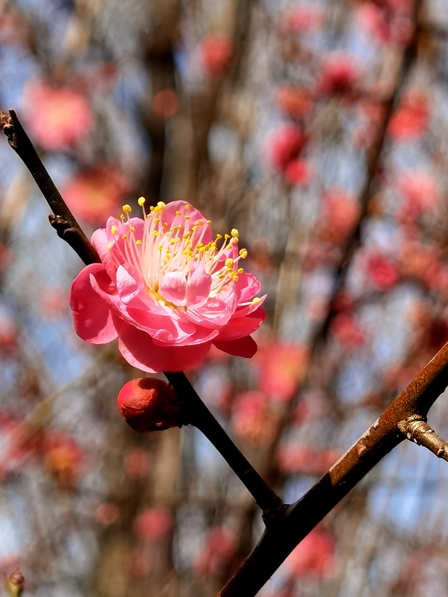 红梅赞冬季红梅盛开梅花香自苦寒来华为手机拍摄