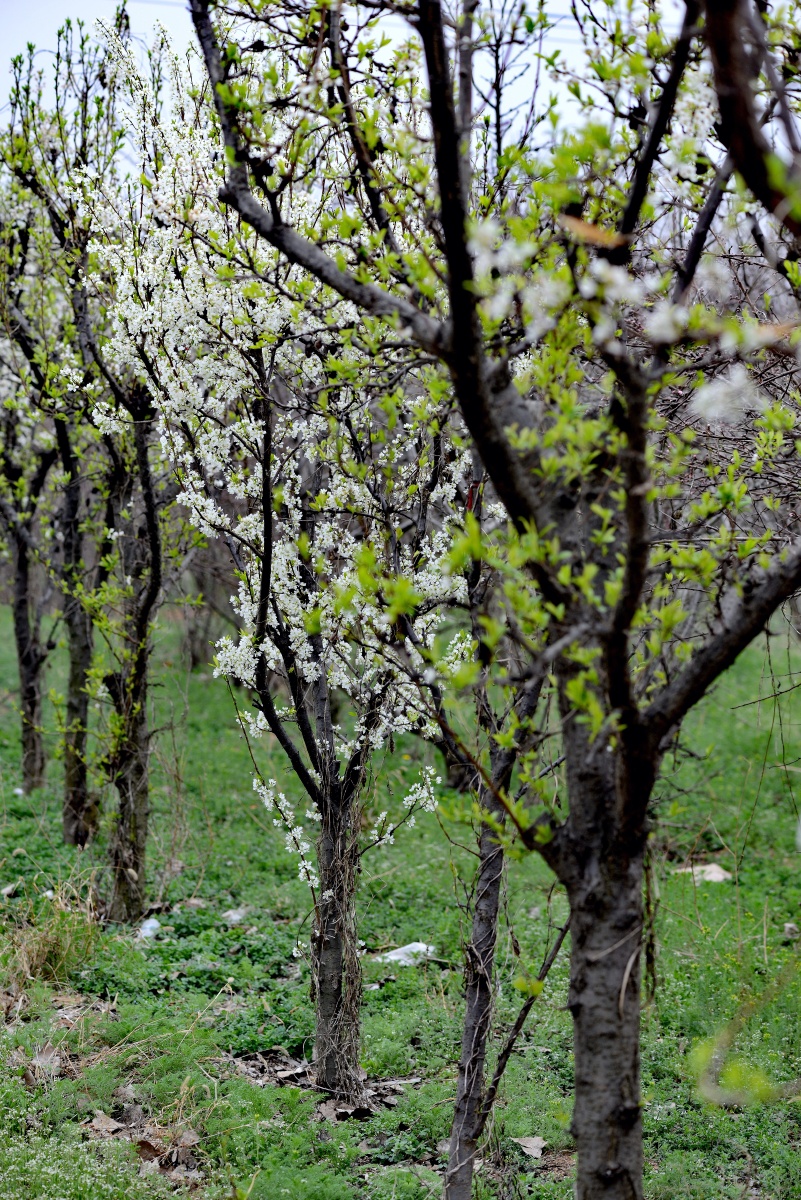 春季百花开黑布林花盛开