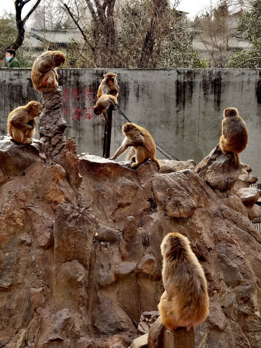 动物园猴山群猴的生活华为手机拍摄