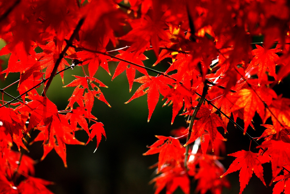 随风摇摆的枫叶红枫美丽动人