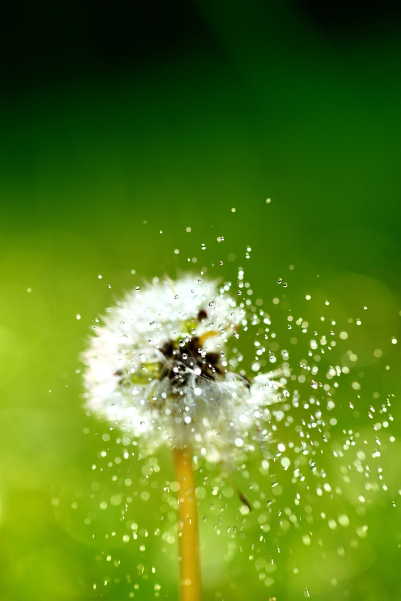 晨露中的蒲公英壁纸美图小创意