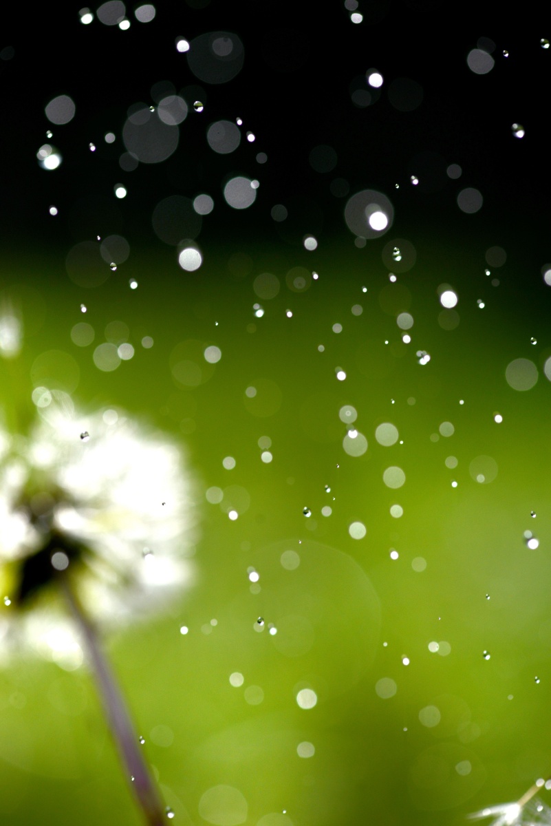 晨露中的蒲公英小清新壁纸