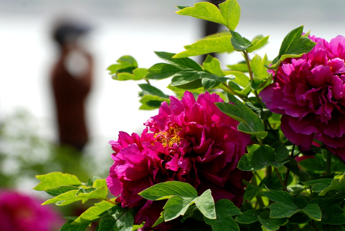 洛阳牡丹花会每年四月份召开唯有牡丹真国色花开时节动京城欢迎到时候