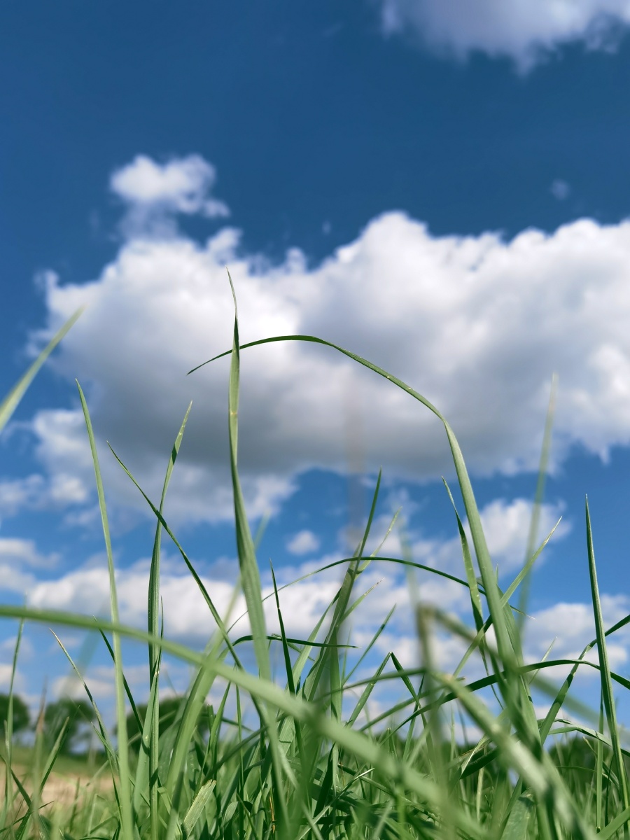 陕北好风光之蓝天白云草地,环境生态优美,旅行打卡地!华为手机拍摄. -