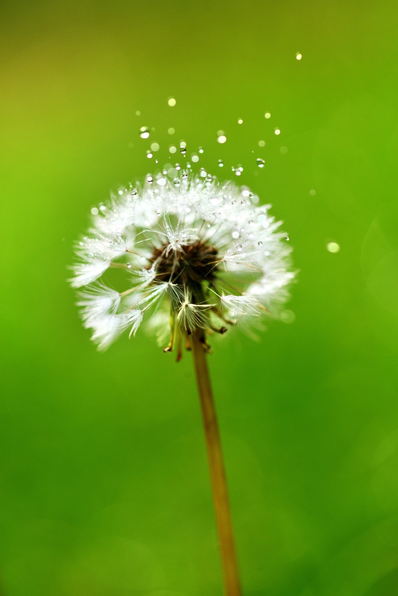 蒲公英遇见晨露公园小清新露水情缘
