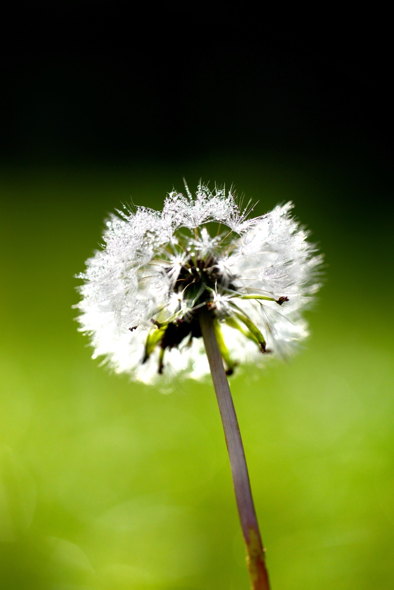 晨露中的蒲公英小清新壁纸