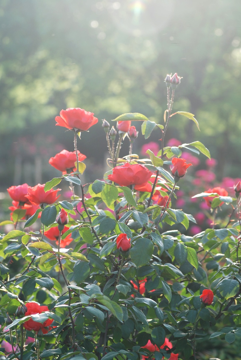 红色月季花美丽的田园风光晨光中的月季格外美丽