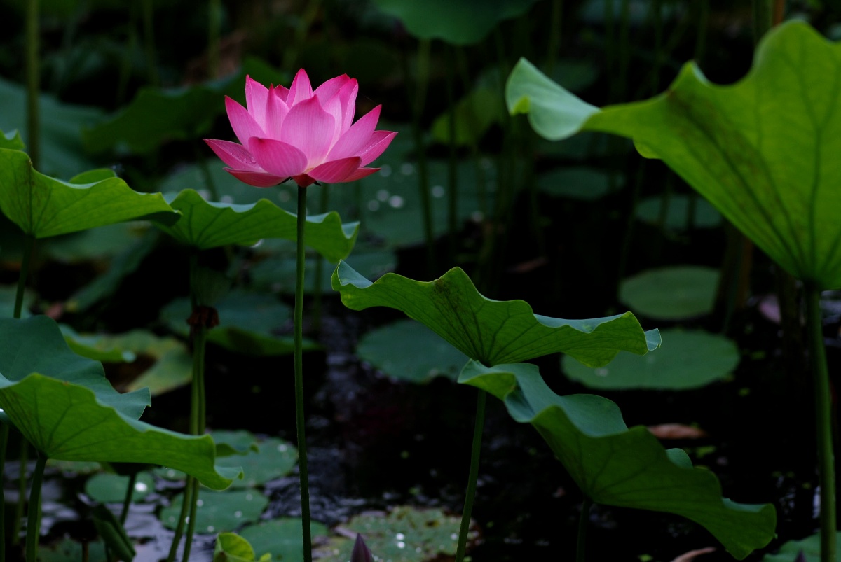 荷塘荷花美如画,公园小品!可以做壁纸哦!