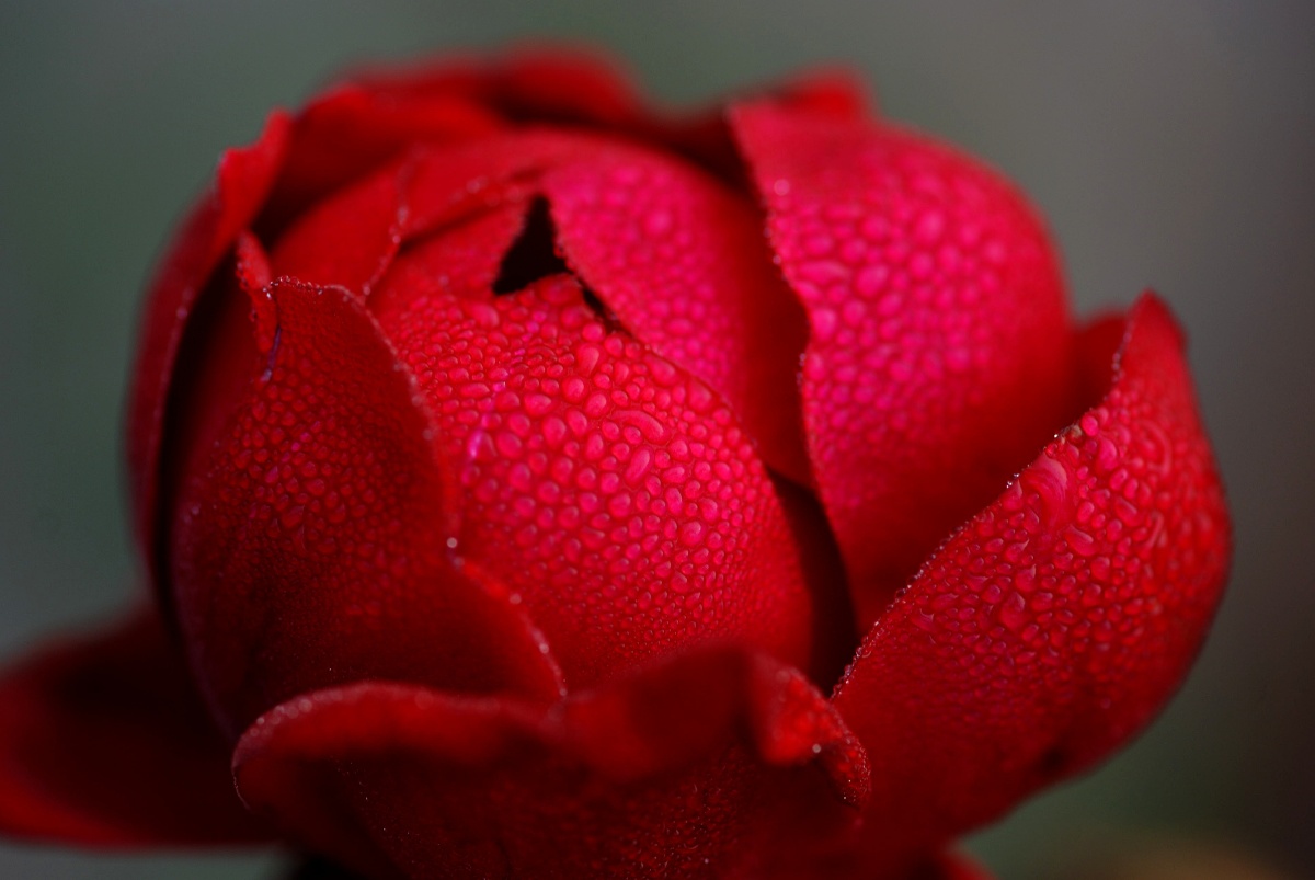 红色的月季花美图