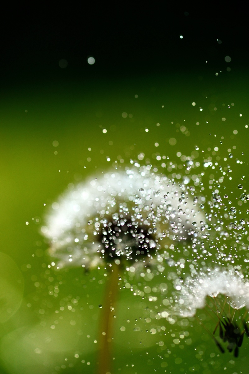 蒲公英遇见晨露,公园小清新,露水情缘!