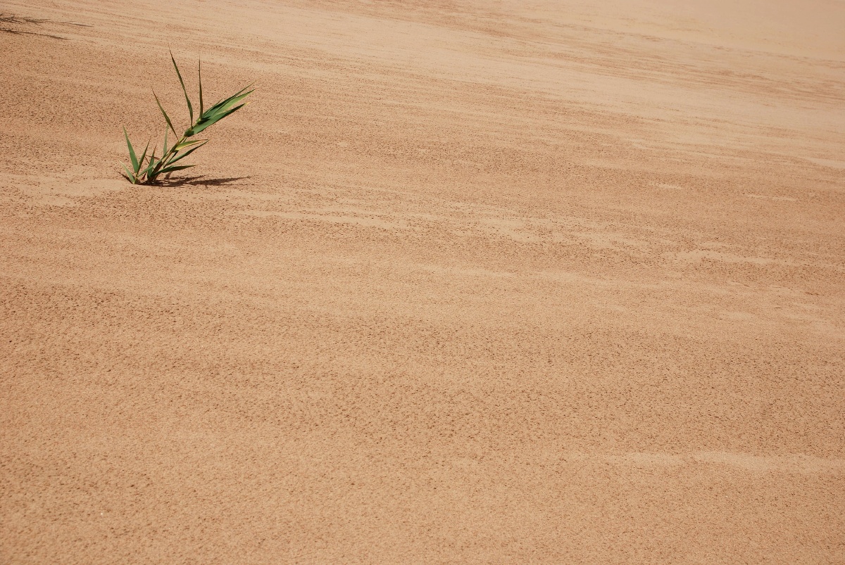 沙漠游客和小草自然环境自然的力量