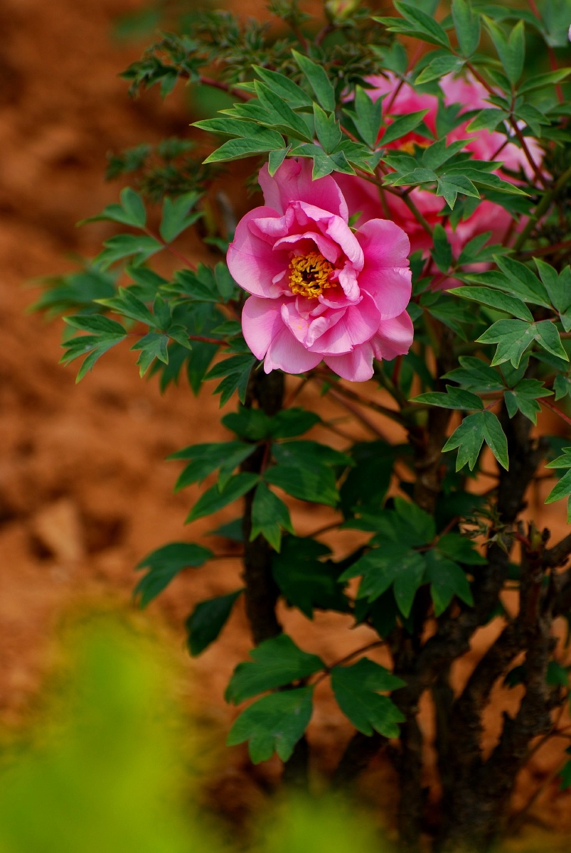 盛开的牡丹花与含苞待放的牡丹!