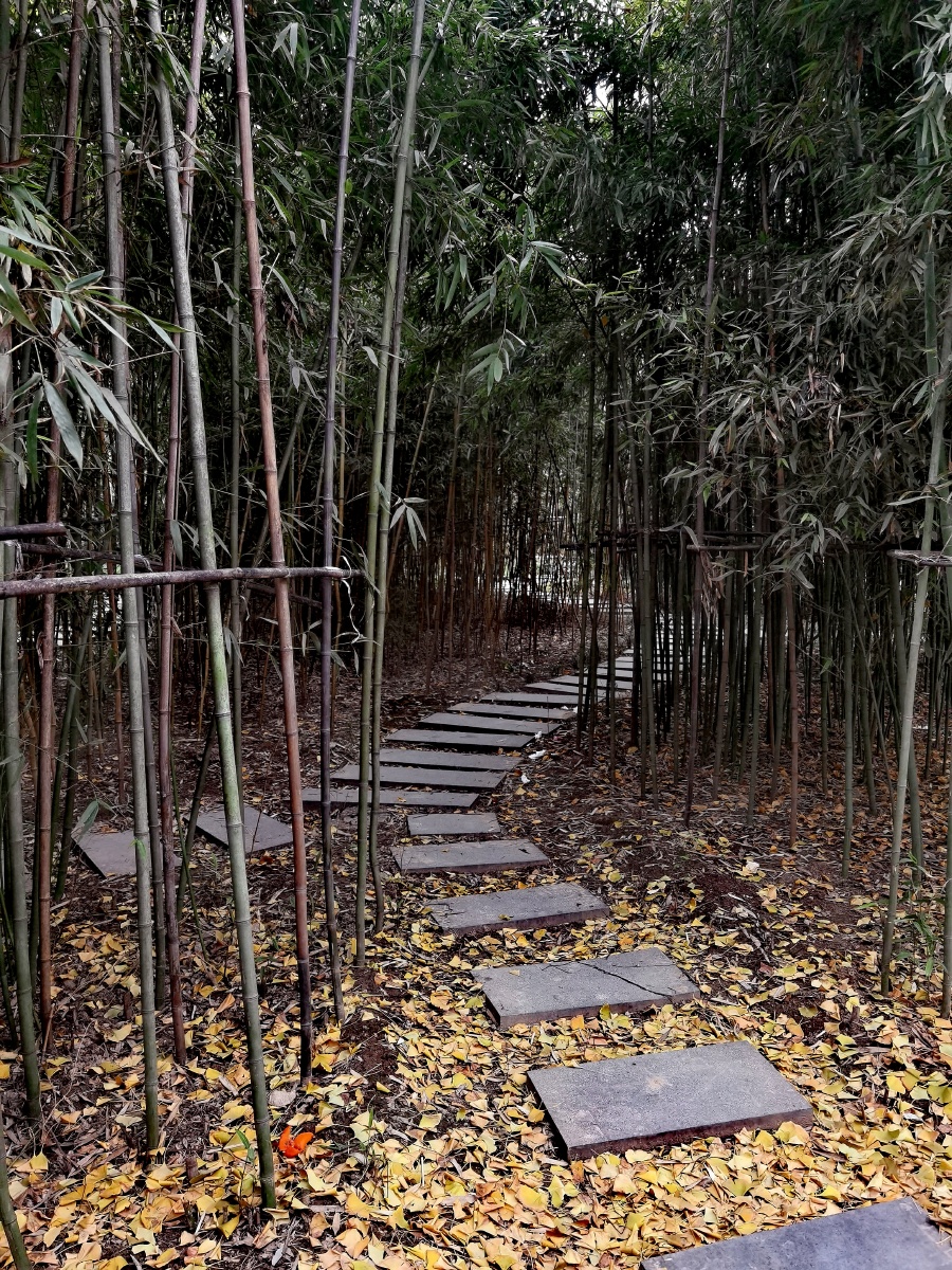 竹林幽径,冬季雾霾天,公园散心!