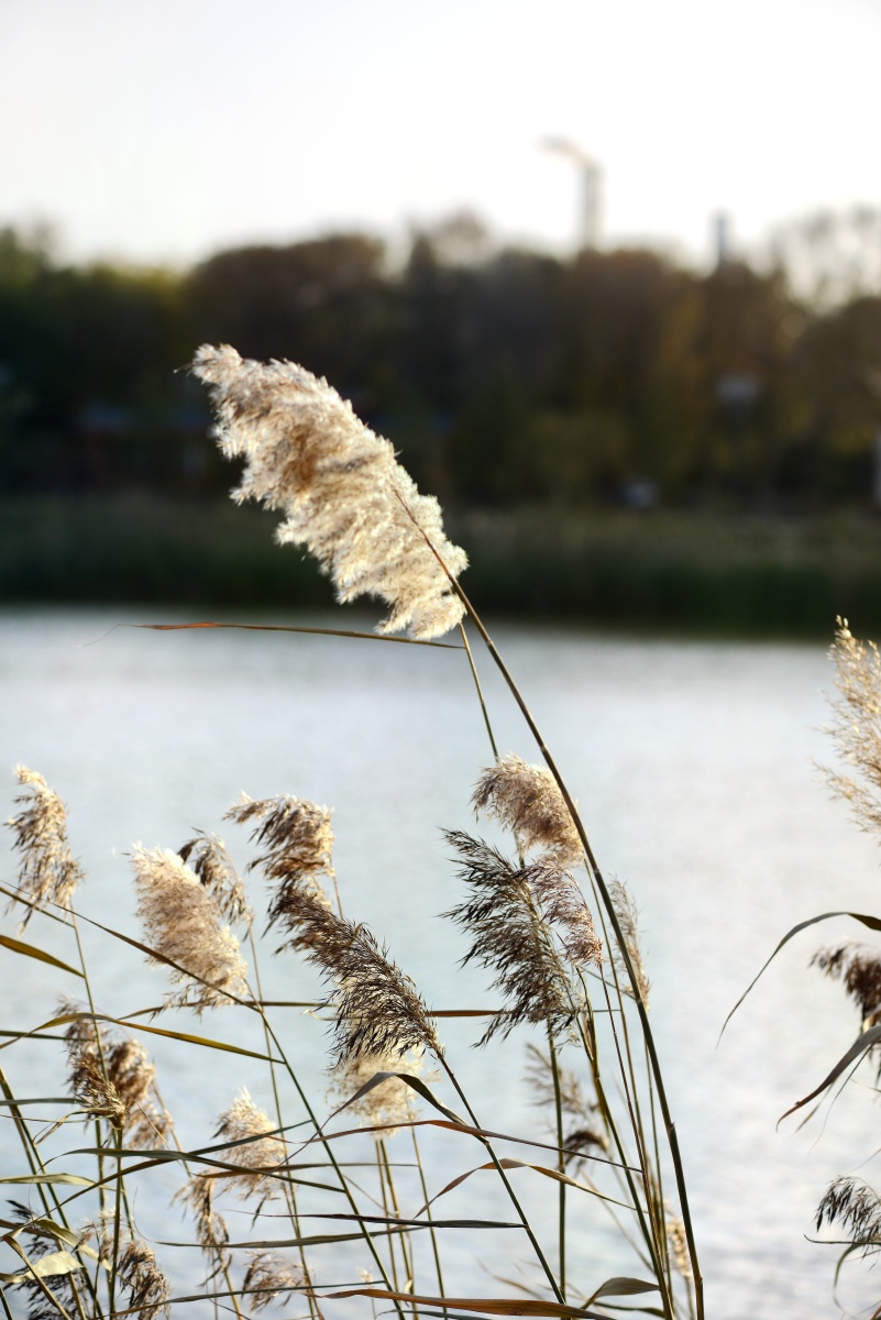 岸边的芦苇风光尚可