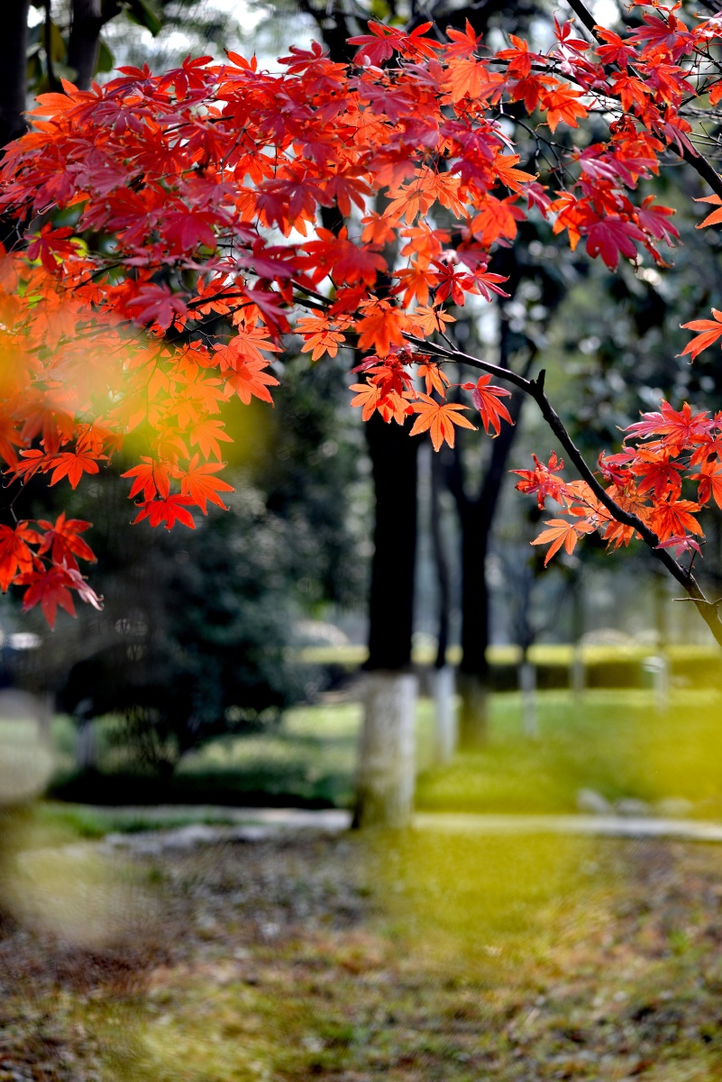 西安公园里的红叶枫叶如诗如画