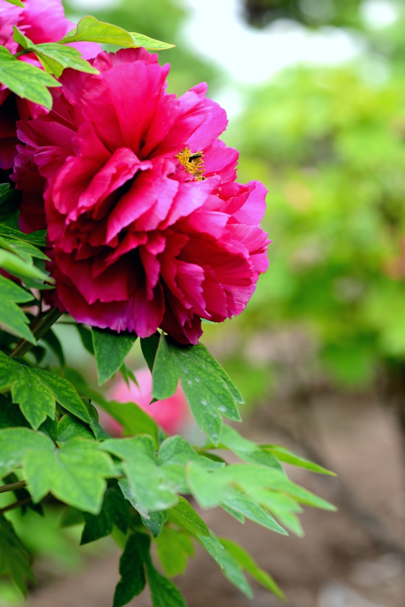 洛阳牡丹花盛开欢迎每年的4月份来洛阳赏花参加洛阳国际牡丹花会