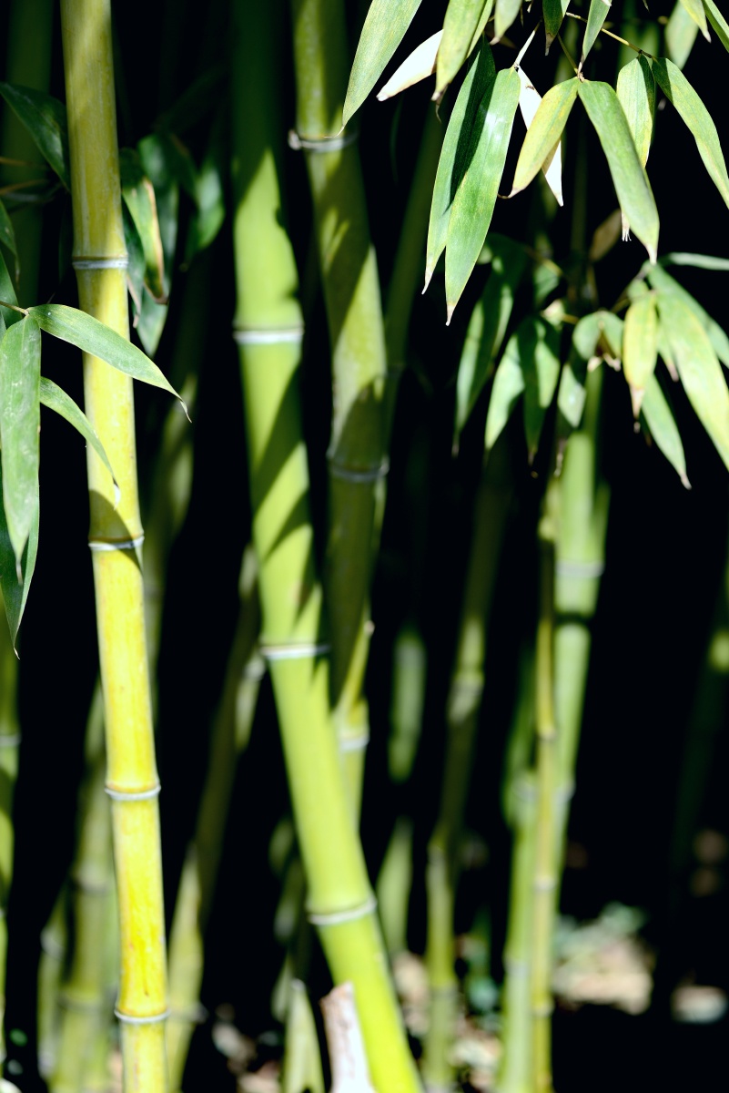 竹子春天的竹子绿油油