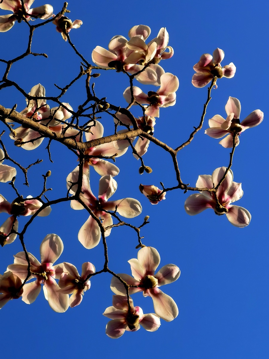 美丽的玉兰花儿开,蓝天下的美景,华为手机拍摄!