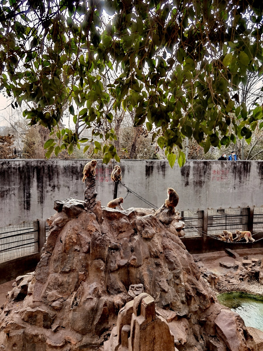 动物园猴山,群猴的生活!华为手机拍摄.