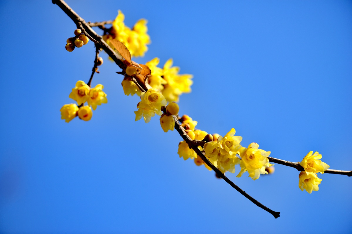 冬季腊梅花盛开梅花香自苦寒来