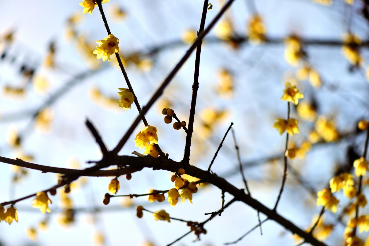 冬季的腊梅花盛开的花儿冬季也能吸引蜜蜂
