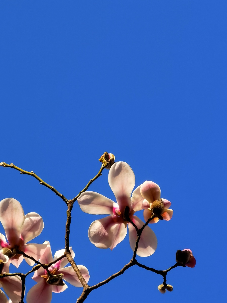 玉兰花盛开春天来了万物复苏生命力绽放壁纸美图风光如画华为手机拍摄