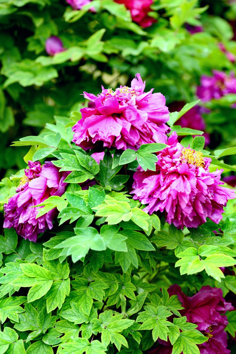 洛阳国际牡丹节牡丹花盛开欢迎每年的4月份来洛阳赏花