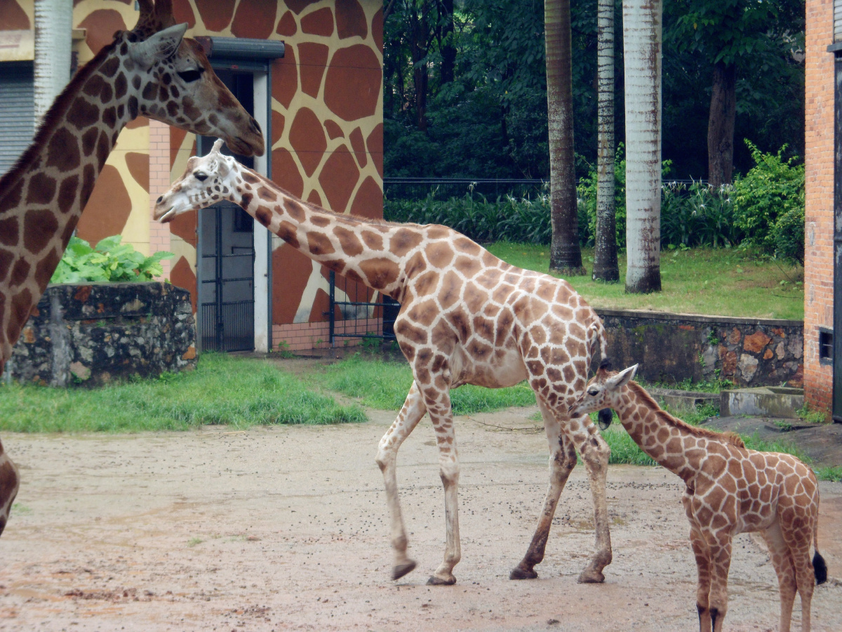 长颈鹿 br /> 2013.06.16摄于广州动物园