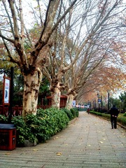SAM_1914_副本.jpg