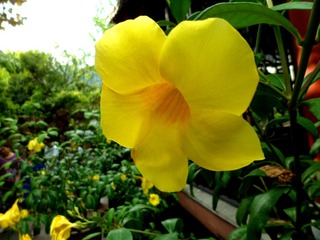 SAM_0168_副本.jpg