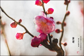 1203618