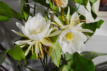 DSC_0376.jpg