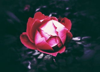 WP_002629_1