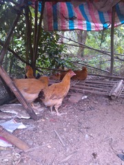 IMG_20120426_114017