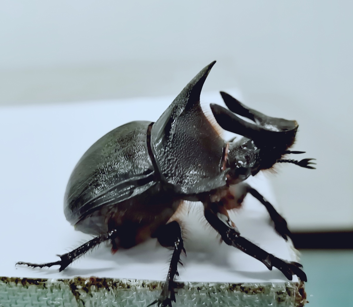 万能的图虫哪位大神能告诉我这甲虫的名字