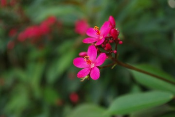 IMGP4508.JPG