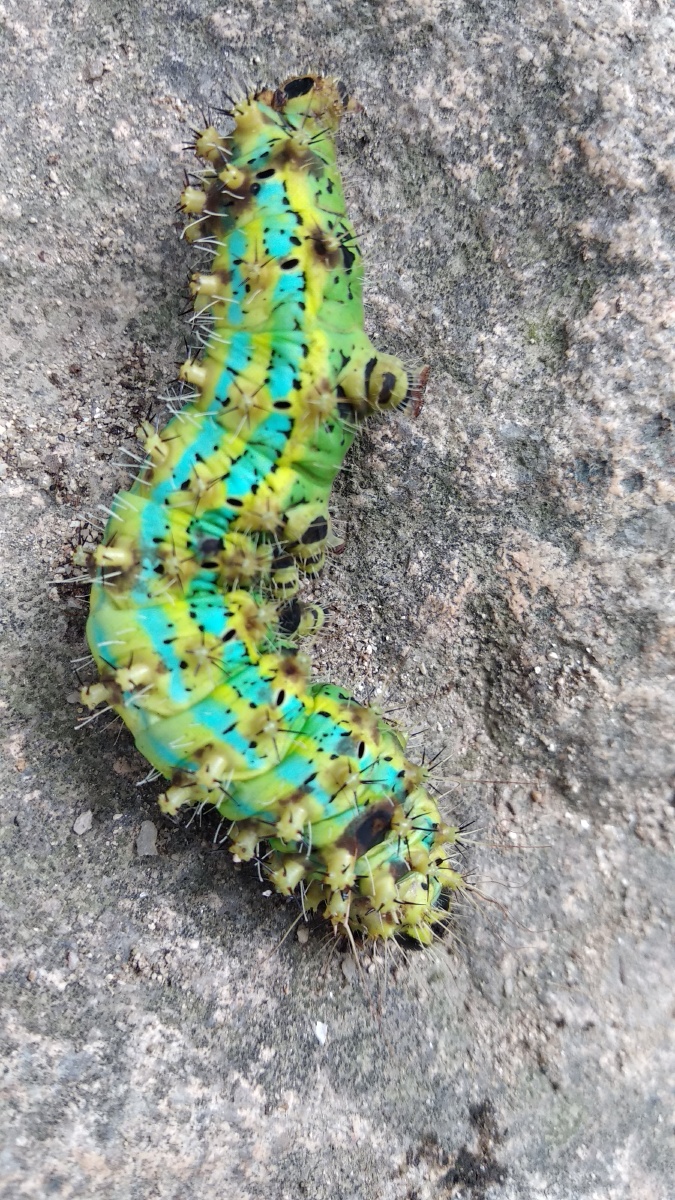 格桑花蝴蝶和毛毛虫,洋辣子以及菊花. - 国宝会说话 - 图虫