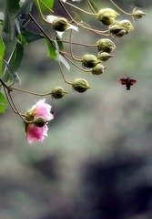 DSC_6810.JPG-_