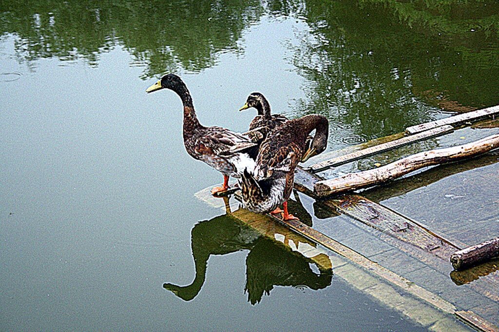 IMG_4345_鸭子<br />
炎日厦天栖息水塘鸭子尽倾休闲乘凉.