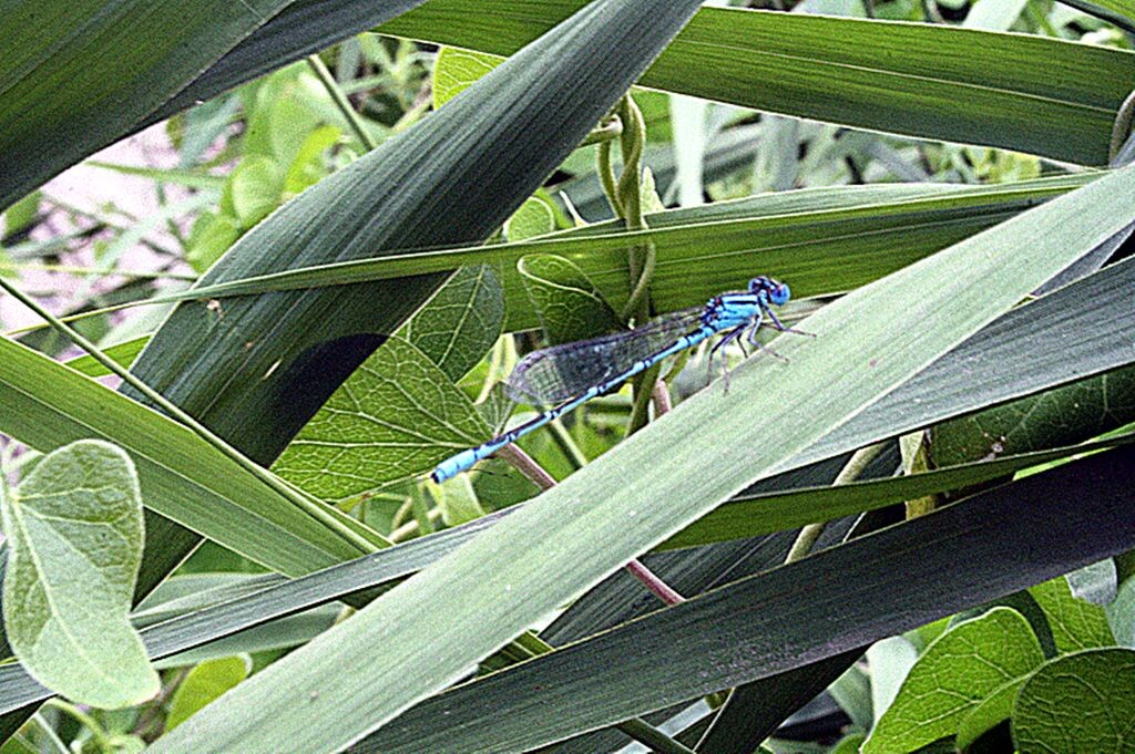IMG_4344_蜻蜓<br />
草叶上栖息乘凉的蜻蜓.