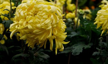 IMGP0875-2