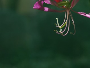 IMGP2651-2