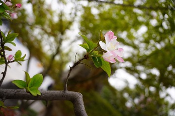 378710C6-458B-42D0-82B0-A89BC5329A6A/L0/001