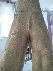 2012-10-21 1.JPG