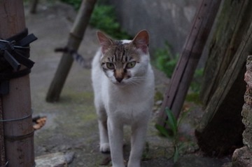 IMGP0030.JPG